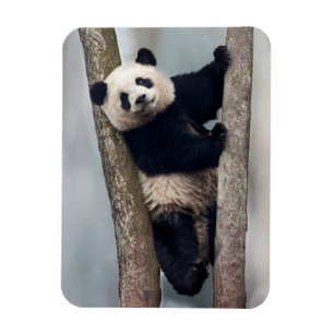 Magnet Flexible Young Panda climbing a tree, Chine