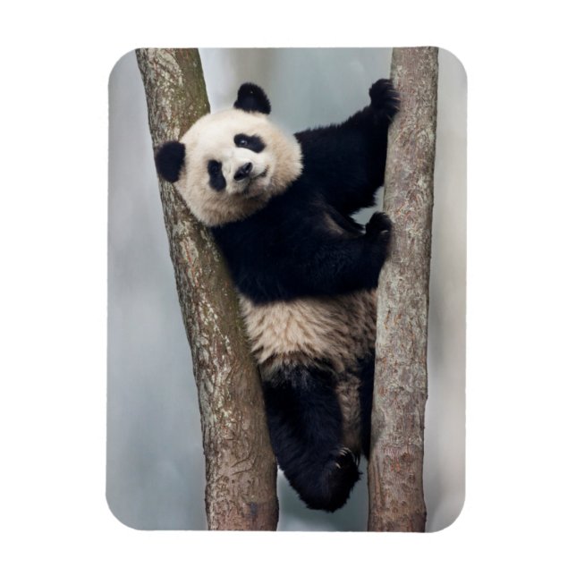 Magnet Flexible Young Panda climbing a tree, Chine (Vertical)