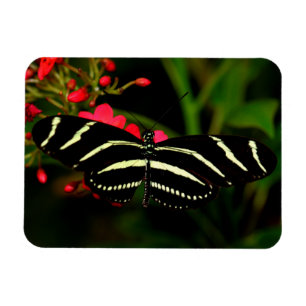Magnet Flexible Zebra Long Wing sur fleurs