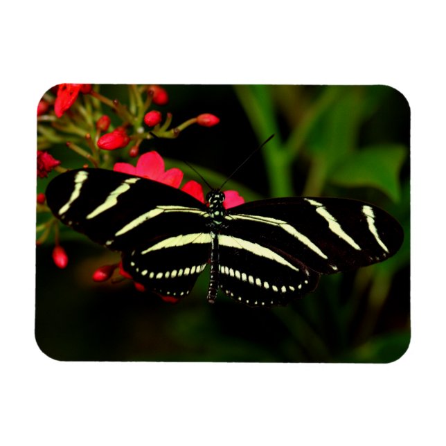 Magnet Flexible Zebra Long Wing sur fleurs (Horizontal)