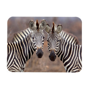 Magnet Flexible Zèbres de la plaine, Parc national de Kruger