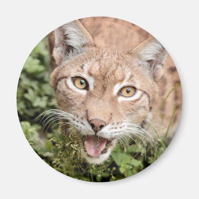 Magnet Foto lynx , Tiere 2 Magnet (Vorne)