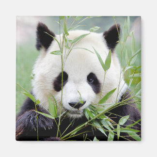 Magnet Foto Riesenpanda. Panda Geant.