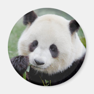 Magnet Foto Riesenpanda , Tiere 0241.