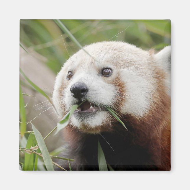 Magnet Foto roter Panda. Panda roux. (Vorne)