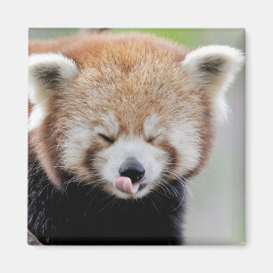Magnet Foto roter Panda. Panda roux.