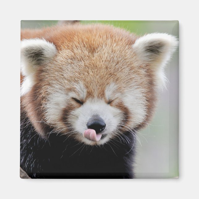 Magnet Foto roter Panda. Panda roux. (Vorne)