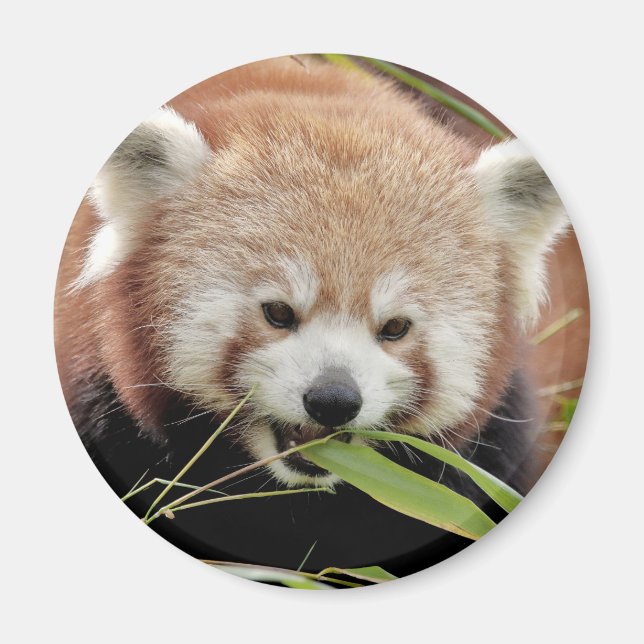 Magnet Foto roter Panda, Tiere 0359. (Vorne)