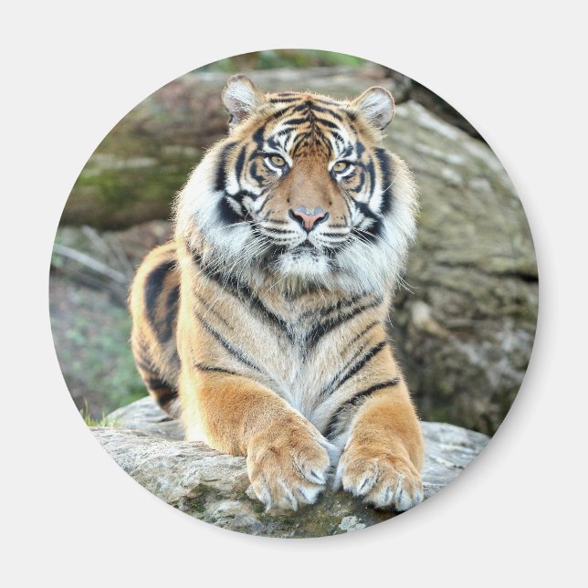 Magnet Foto tiger , Tiere 0214. (Vorne)