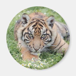 Magnet Foto tiger , Tiere 2: Magnet
