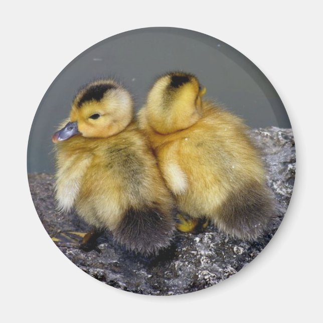 Magnet frigo (Vorne)