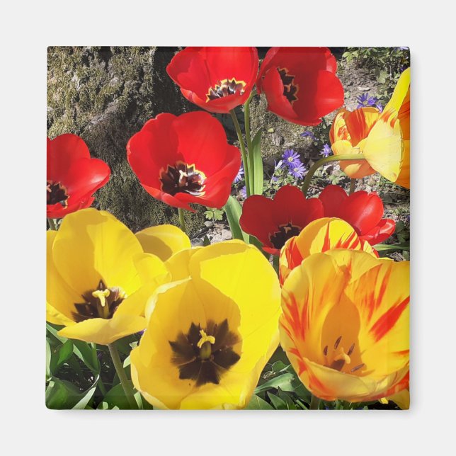 Magnet für Gelbe und Rote Tulips (Vorne)