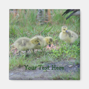 Magnet für kanadische Gänse Nature Foto Babies