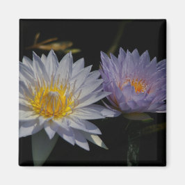 Magnet für Lila Lotus-Wasserlilien