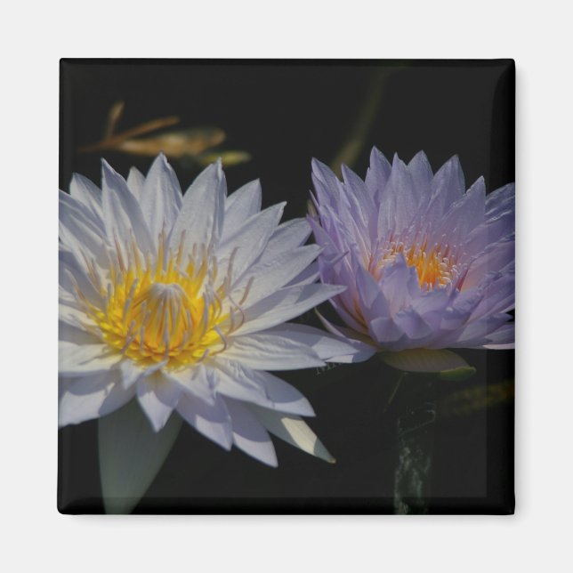Magnet für Lila Lotus-Wasserlilien (Vorne)