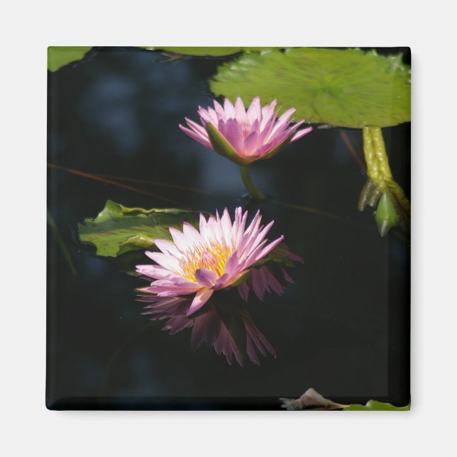 Magnet für Lila Lotus-Wasserlilien in Rosa (Vorne)
