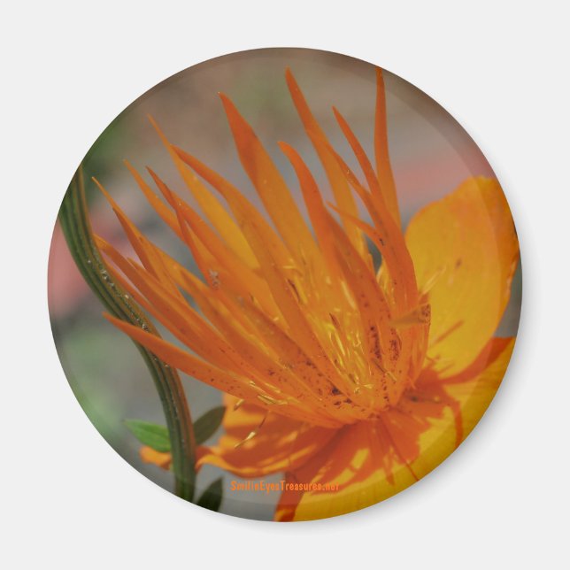 Magnet für orange gelbe Blüten (Vorne)