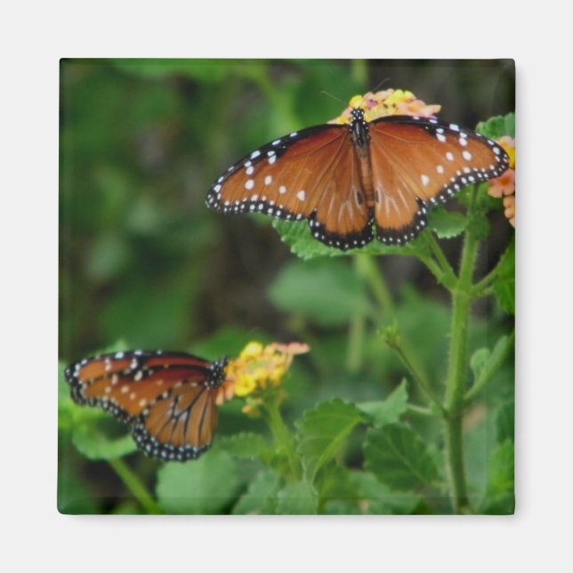 Magnet für Queen-Butterflies (Vorne)