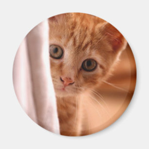 Magnet für versteckten und durchsuchenden Kitty-Kü