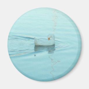 Magnet für Weißente