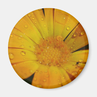 Magnet - Gelbe Blume mit Wassertropfen
