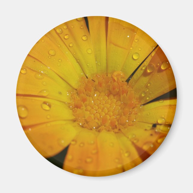 Magnet - Gelbe Blume mit Wassertropfen (Vorne)