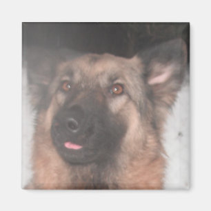 Magnet German Shepherd Sticken Zunge Out