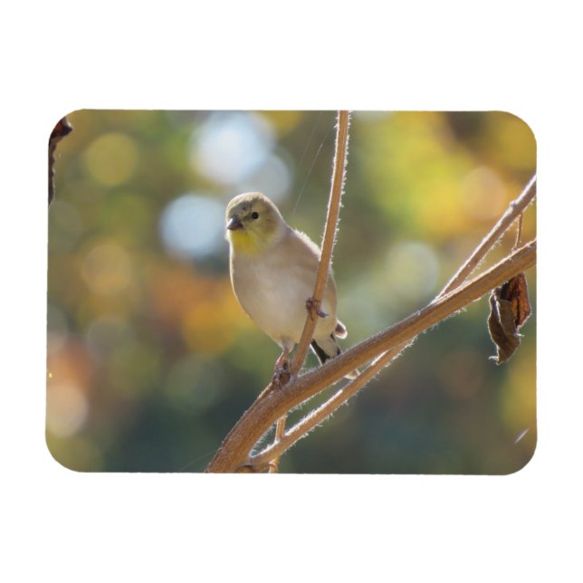Magnet Goldfinch féminin (Horizontal)