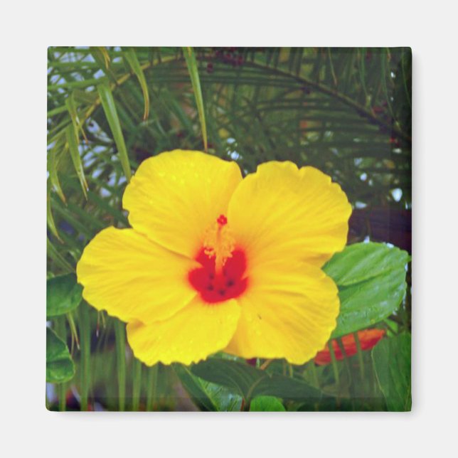 Magnet, Hawaiianischer Gelber Hibiskus Magnet (Vorne)