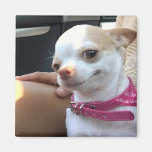 Magnet Hübsch Chihuahua Dog Meme