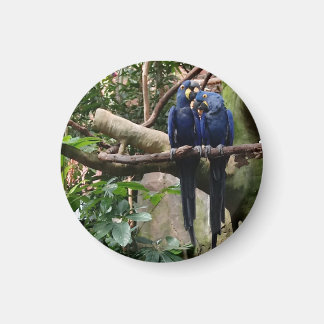 Magnet Hyacinth Macaw
