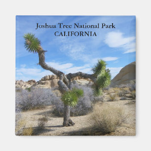 Magnet Joshua Tree !
