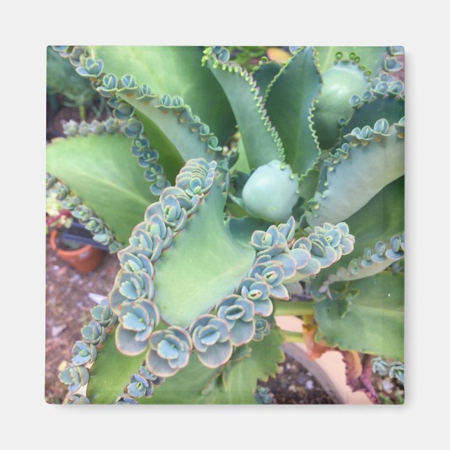 Magnet Kalanchoe (Devant)