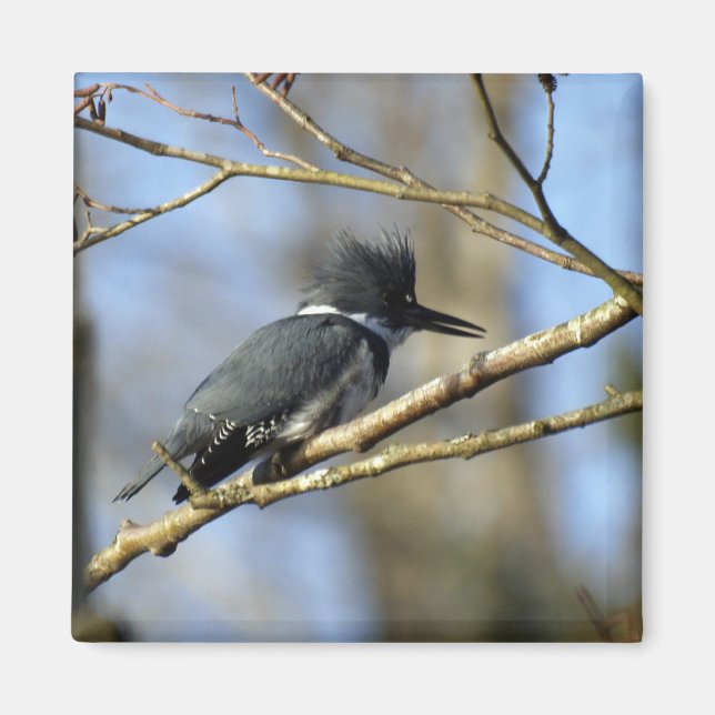 Magnet ‚Kingfisher‘ (Vorne)