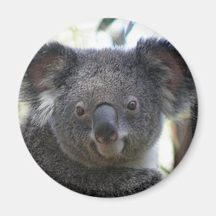 Magnet Koala Australien Foto ZIZAGO