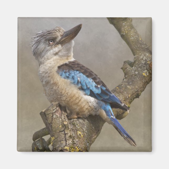 Magnet Kookaburra (Devant)