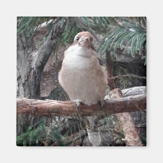 Magnet Kookaburra