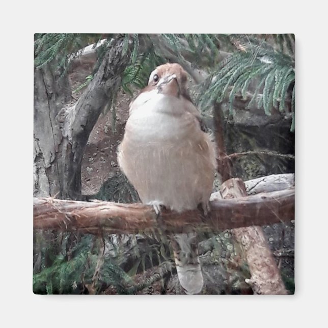 Magnet Kookaburra (Devant)