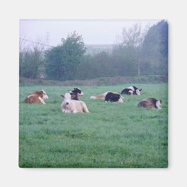 Magnet - Kühe - Farbe (Vorne)