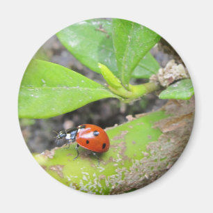 Magnet—Ladybug Magnet
