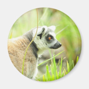 Magnet - Lemur-Ring angebunden
