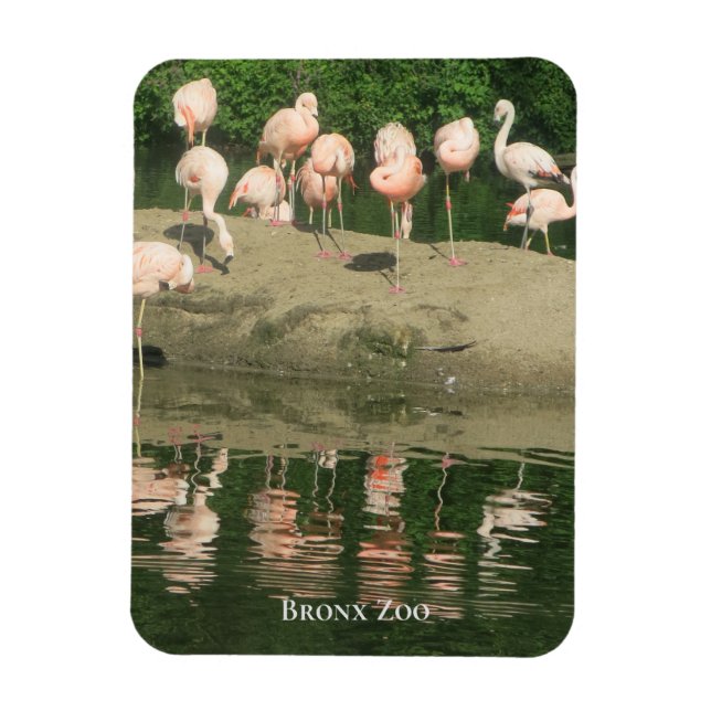 Magnet - les Flamants roses au zoo de Bronx (Vertical)