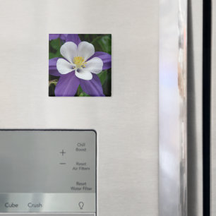 Magnet Lila und weiße Blume