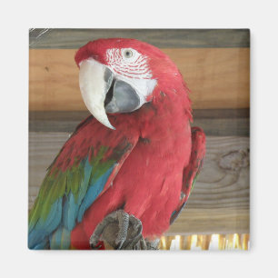 Magnet Macaw