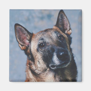 Magnet Malinois