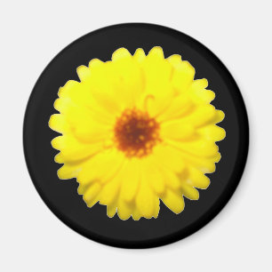 Magnet Marigold fluorescent
