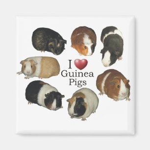 Magnet Meerschweinchen der Liebe I