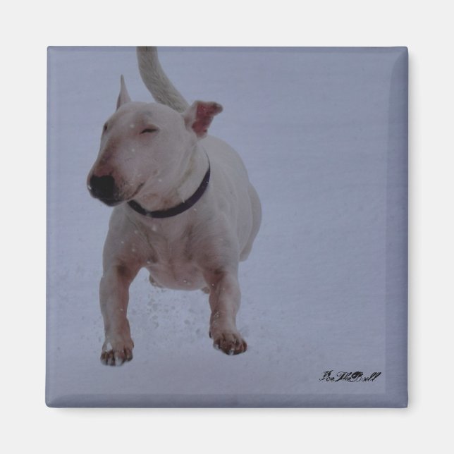 Magnet mit Bullenterre im Schnee (Vorne)