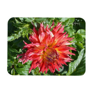 Magnet mit orangefarbener Dahlie