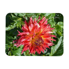 Magnet mit orangefarbener Flamme Dahlia